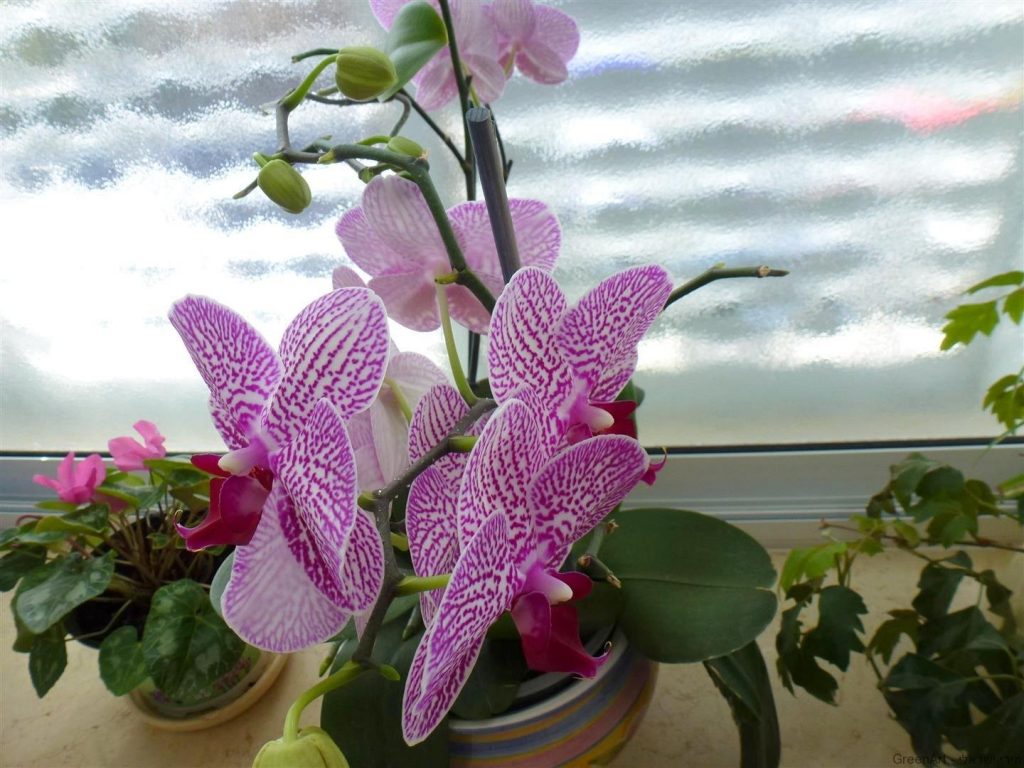 אמצע אפריל 7 פרחים פורחים על ענף אחד  ועוד היד נטויה