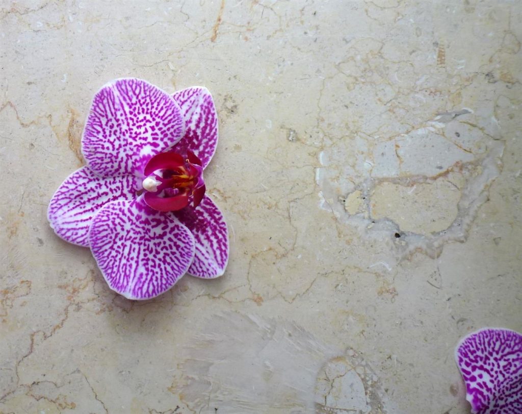 צער מנשירתו של הפרח הראשון על אדן החלון