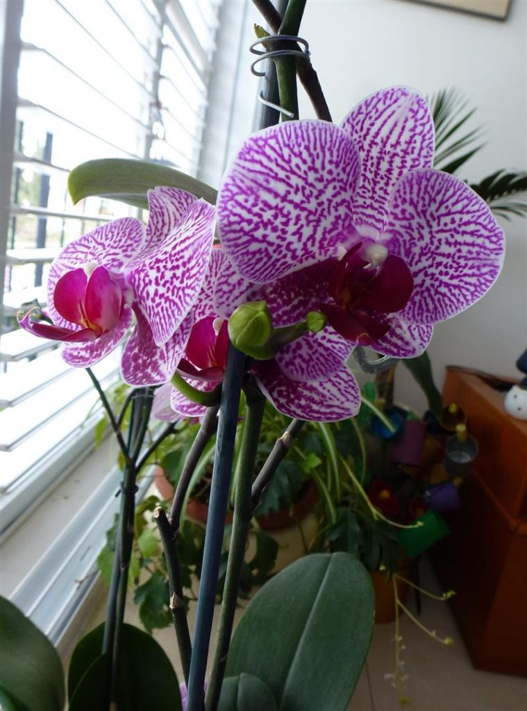 הפרח שבחלוני  גאה בתפרחת המרהיבה שלו