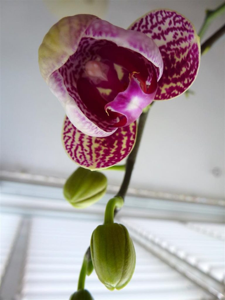 תפרחת הסחלבים בעיצומה באמצע אפריל 2014