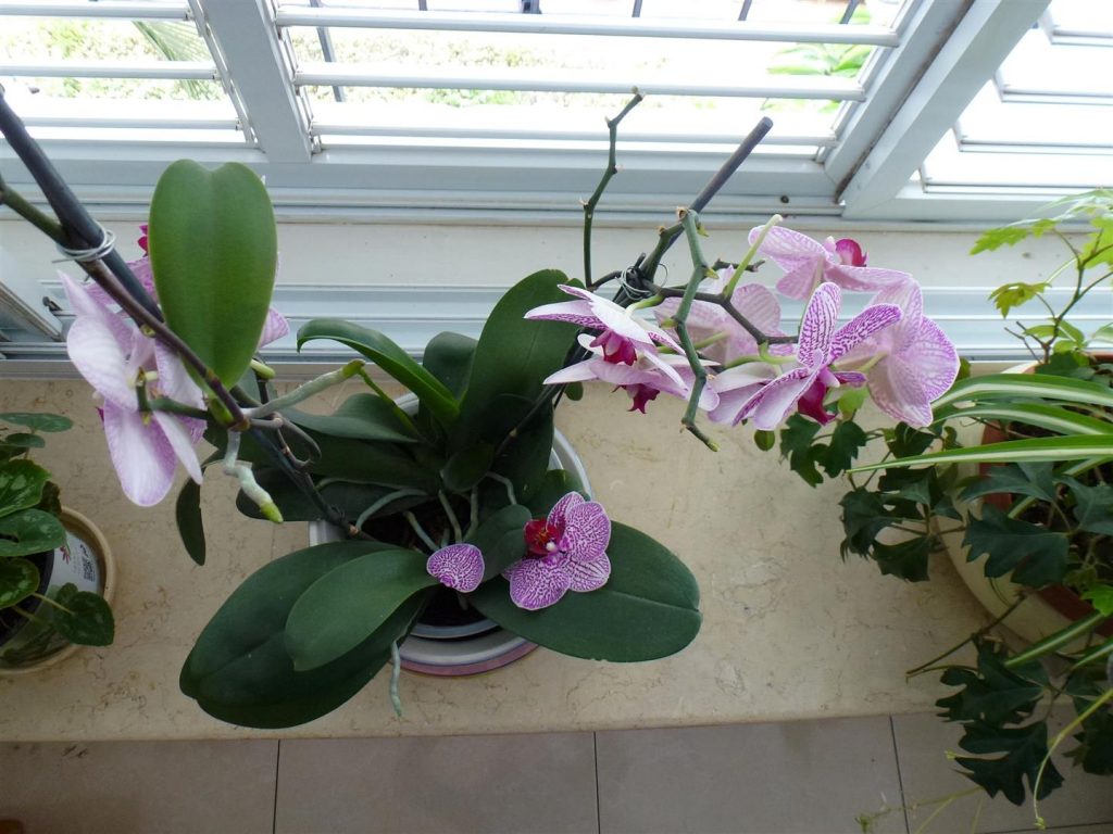 נשירת הפרח הראשון של הסחלב- אמצע אפריל 2014