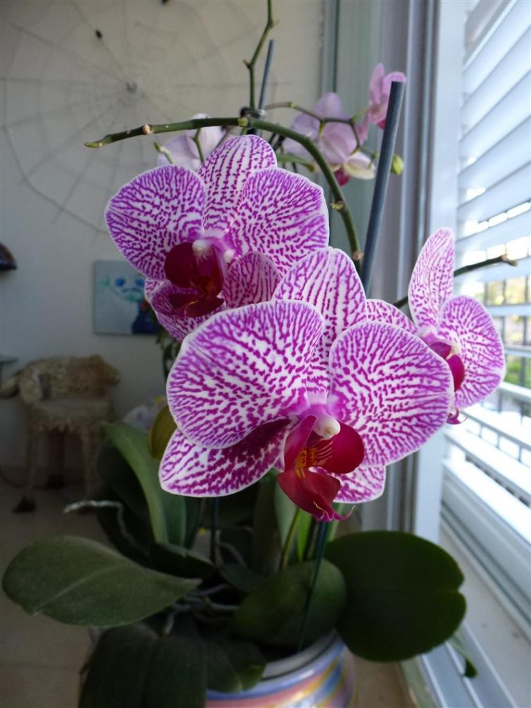 פרחי הסחלב  בשיא התפרחת - חודש אפריל