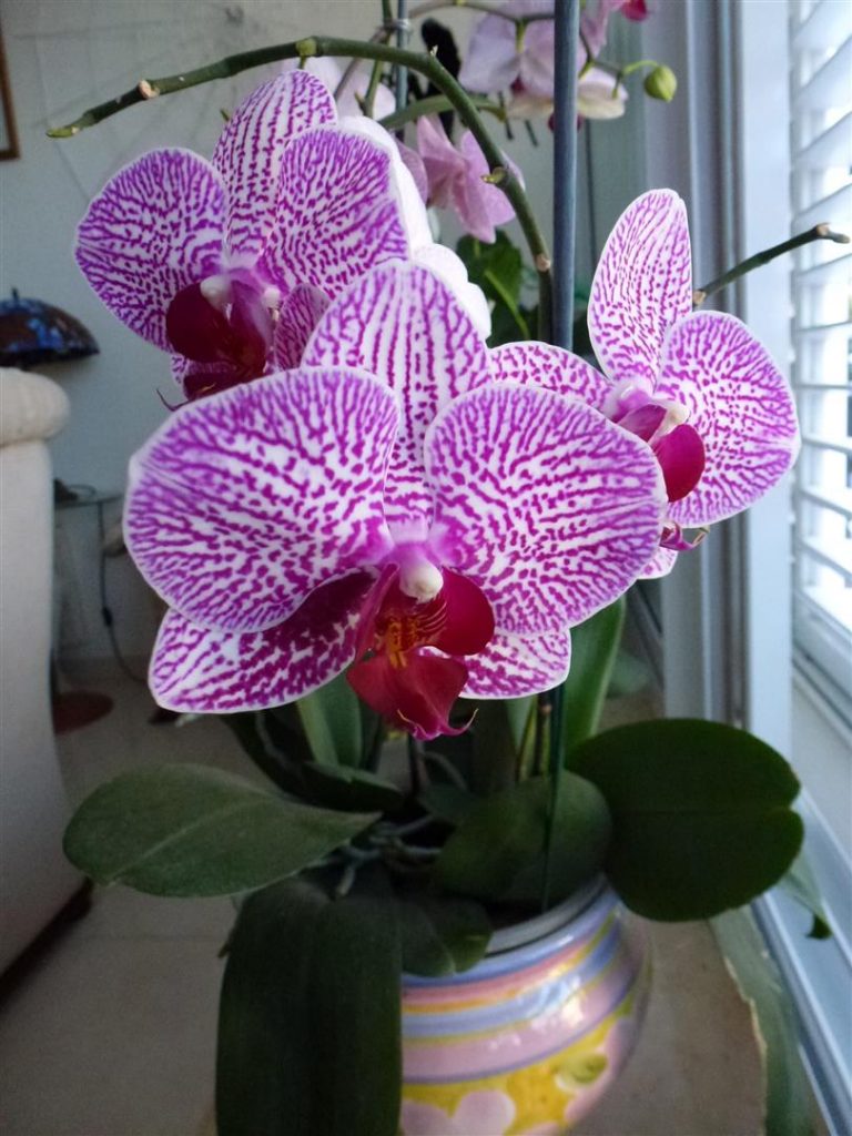 פרחי הסחלב  בשיא התפרחת - חודש אפריל