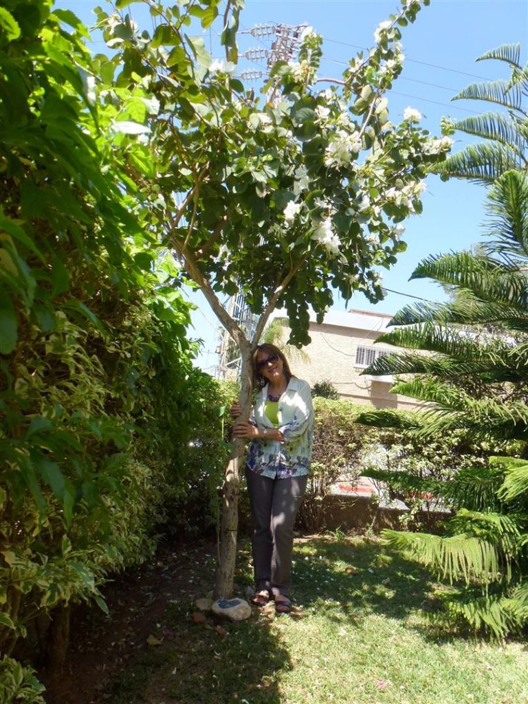 עץ הבוהיניה שלי בתפרחת שכמיה פרחונית לבנה בוהקת