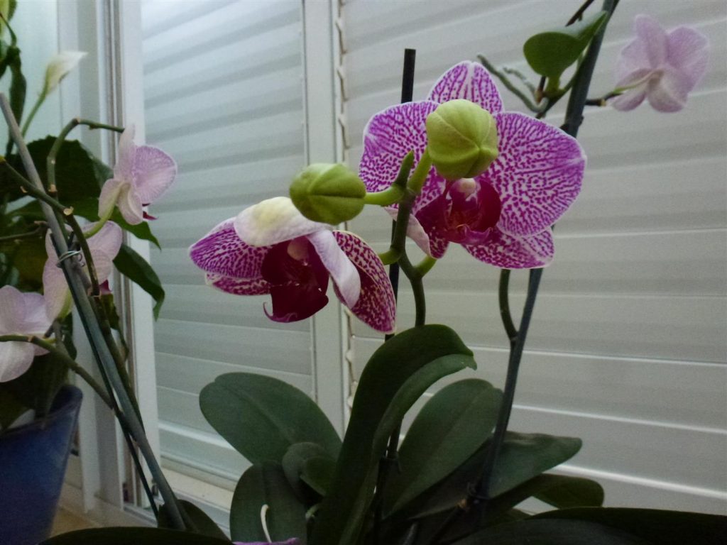 סוף מאי עדיין ממשיך להניב תפרחת חדשה של פרחים במקום אלו שנשנרו