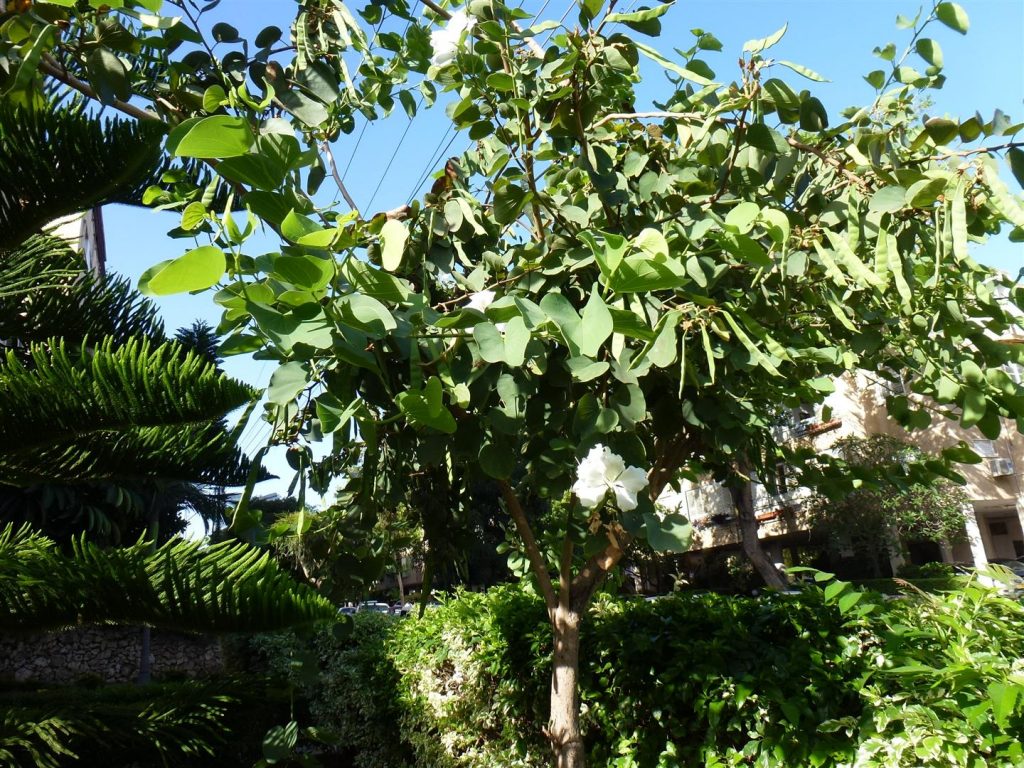 סוף מאי החלה פריחת התרמילים המכילים זרעים עגולים