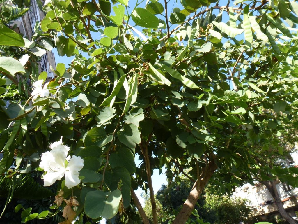 סוף מאי החלה פריחת התרמילים המכילים זרעים עגולים