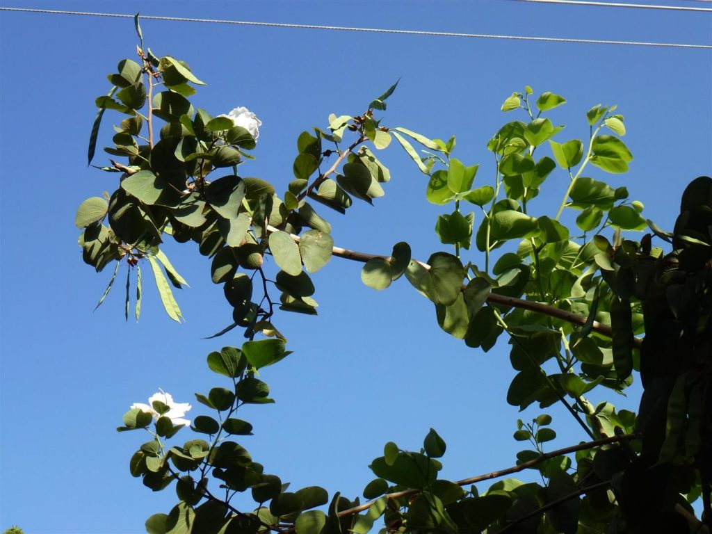 סוף חודש מאי 2014 פריחה אחרונה וצמיחת תרמילים