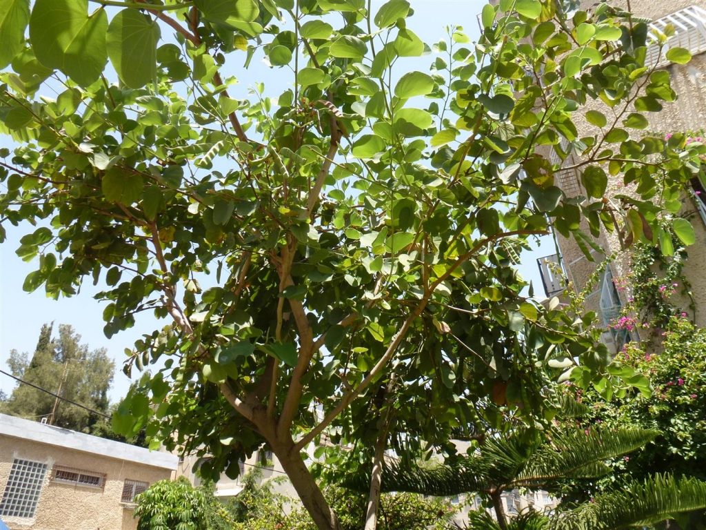 תרמילים ירוקים בשיא הקיץ - יוני 2014