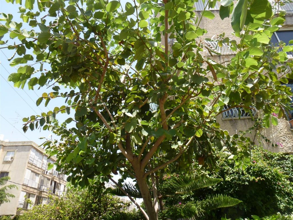 העץ מלא בפירות בצורת תרמילים ירוקים - יוני 2014