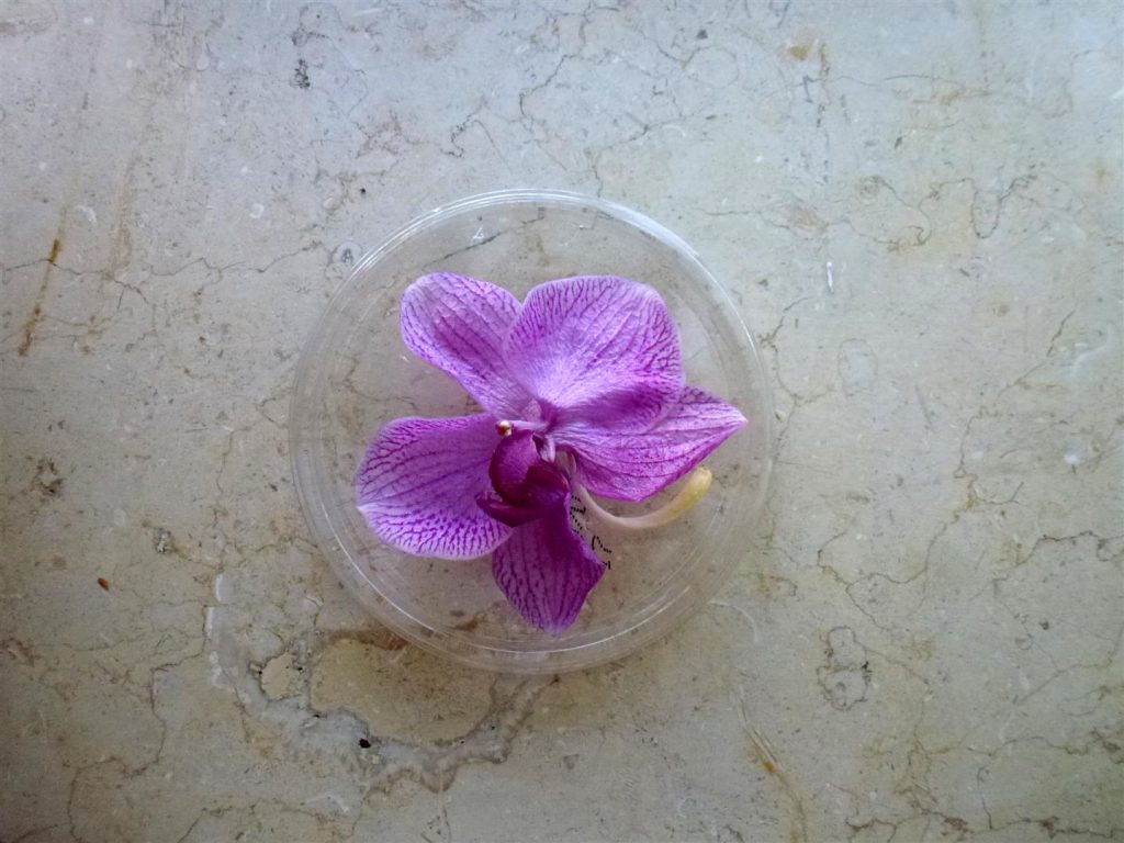 נבילת פרחי הסחלב שהלכו ליבוש בין הספרים יולי 2014