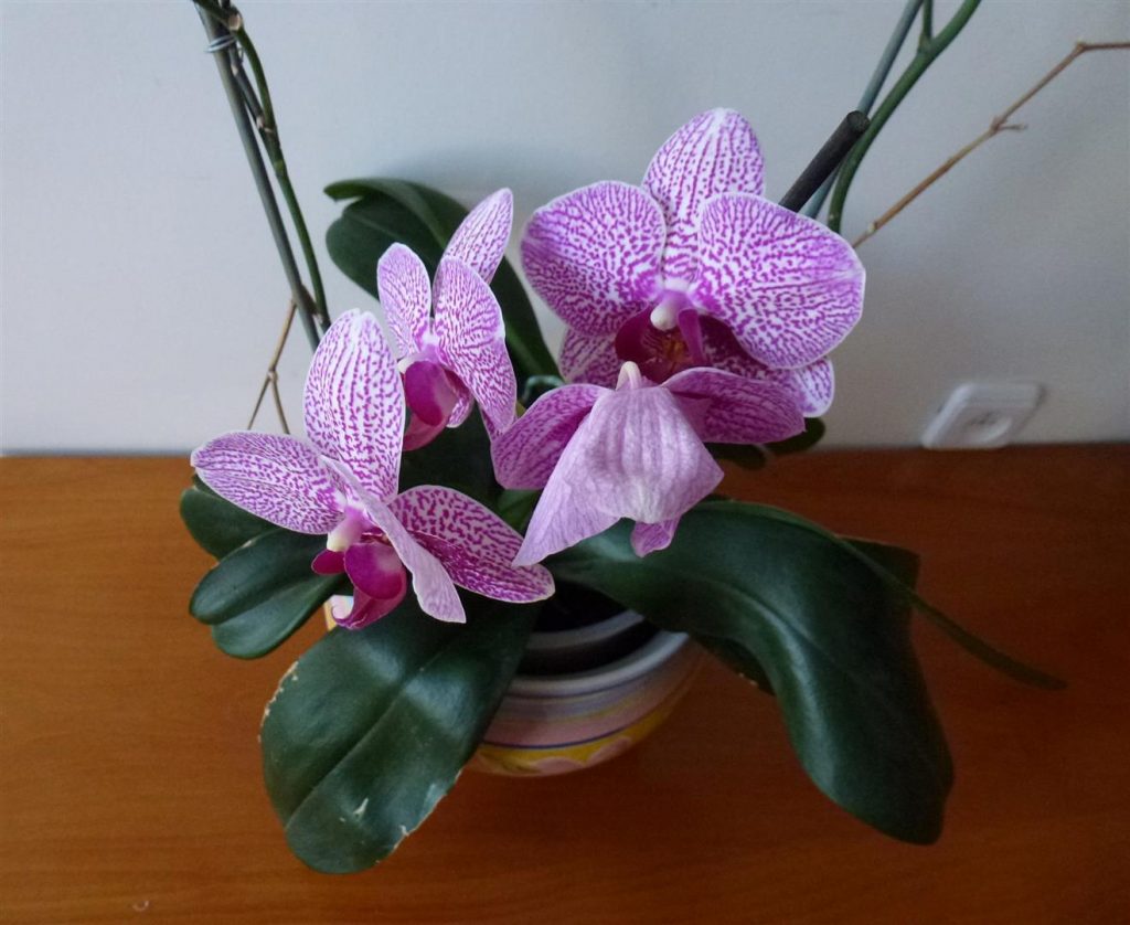 הילוך איטי של נפילת פרחי הסחלב שהולכים ליבוש לשימוש חדיש ומחודש