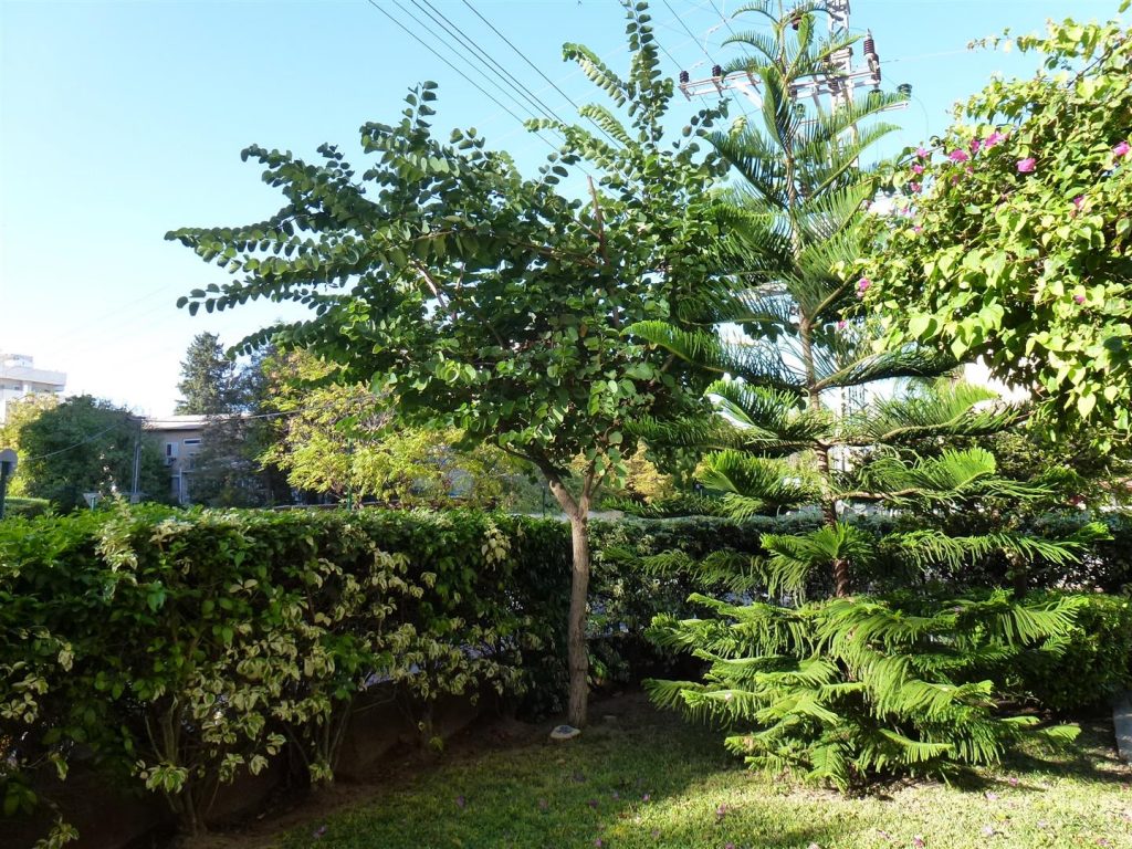 פריחה מוקדמת של פרחי הבוהיניה במרץ 2015