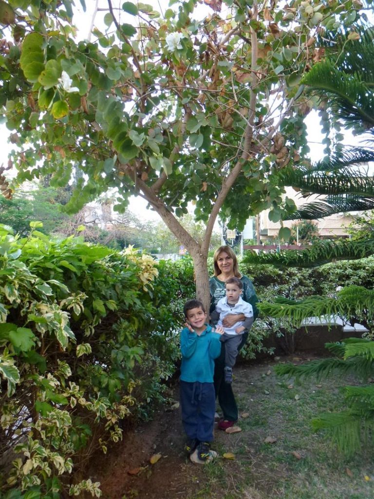 נכדי אורי משווה את גובהו ביחס לעץ ששניהם נימצאים באותו הגיל