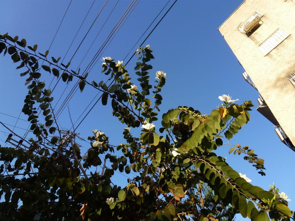 ניצנים לבנים בתפרחת חדשה באפריל 2015