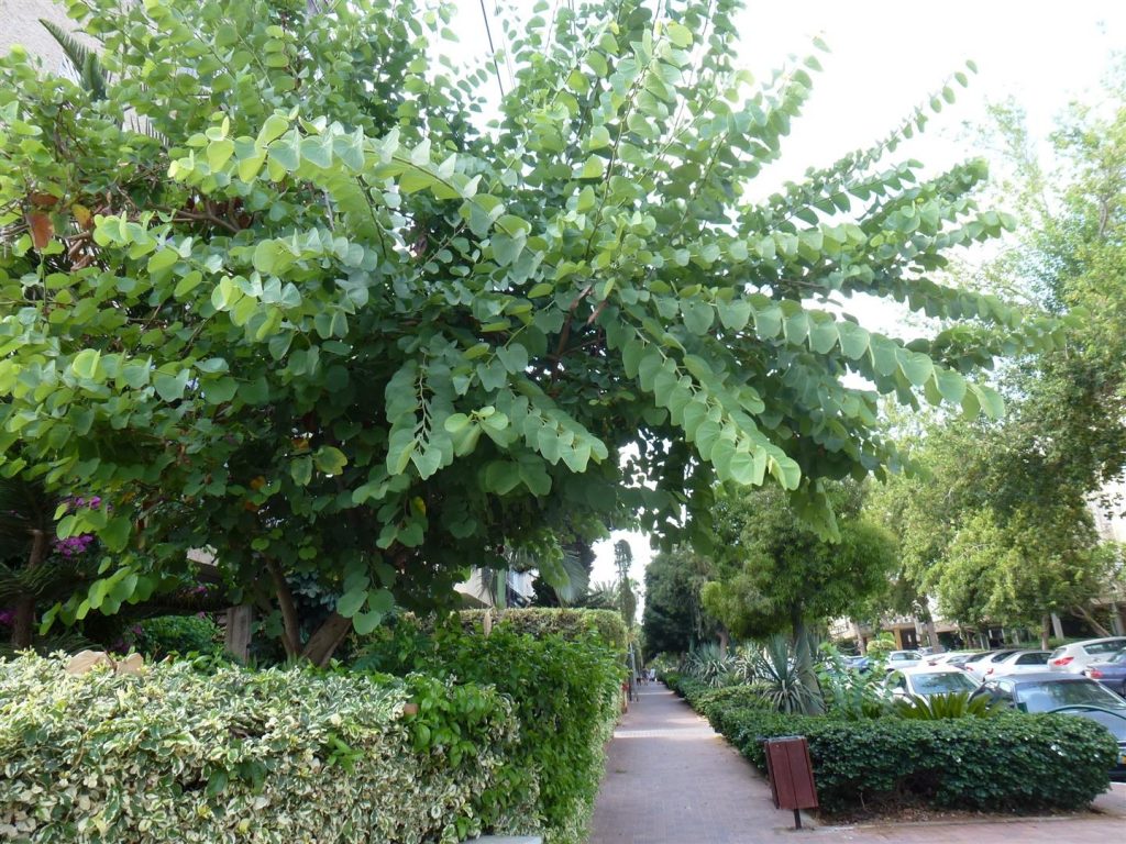 סתיו 2015 העץ נותן מצילו לגינה ולמידרכה להנאת העוברים ושבים