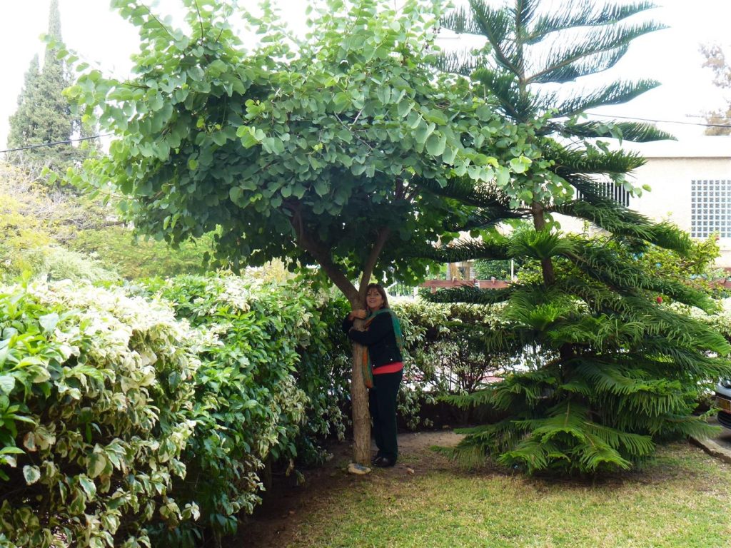 חורף 2015 חיבוק אוהב לעץ הבוהיניה הגדל בחצרי