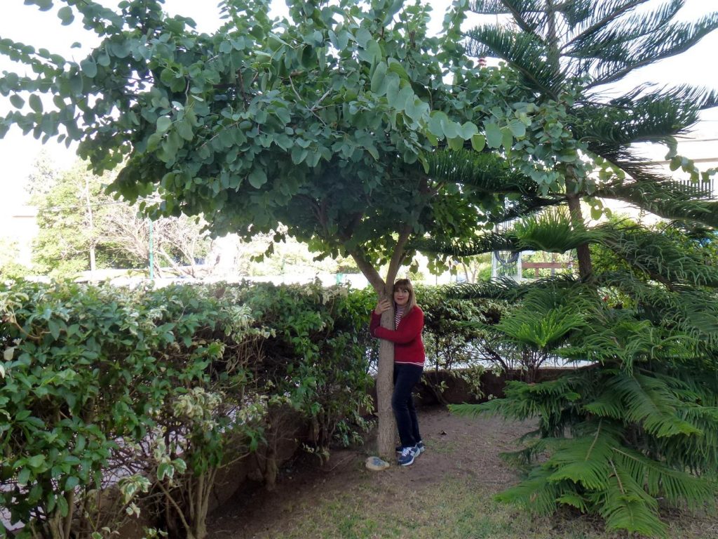 חיבוק אוהב לעץ שלי ליום ההולדת 6 שנים חורף 2016