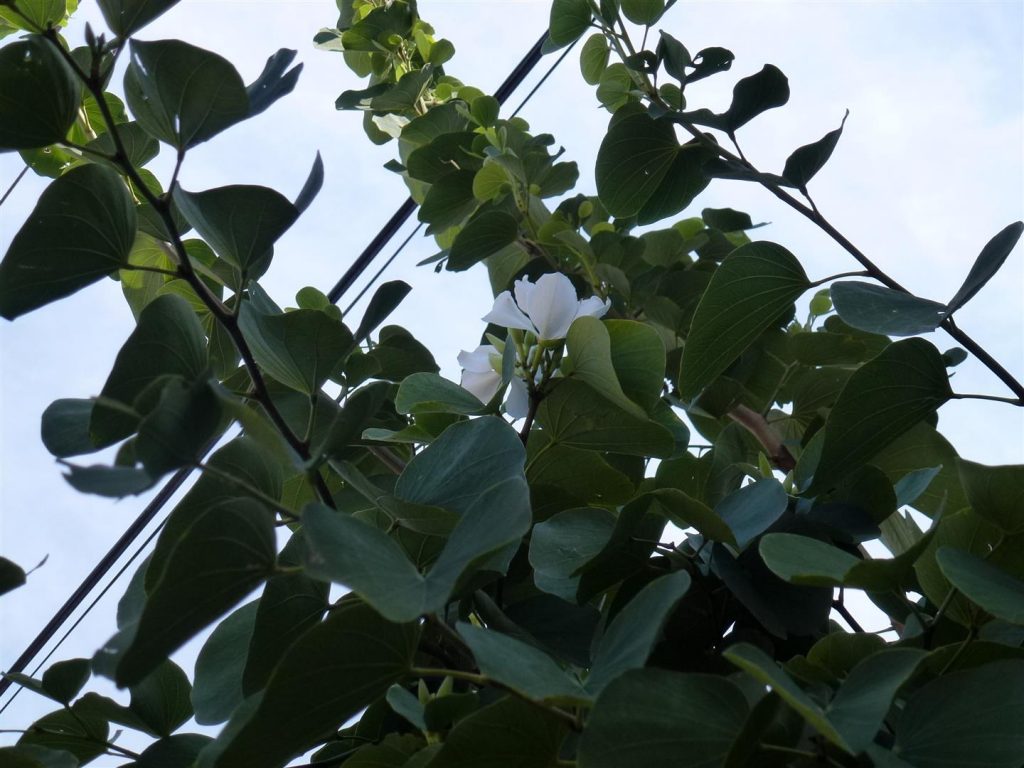 התרגשות ושמחה מניצן ראשון שפרח ב22.3.16 תחילת האביב