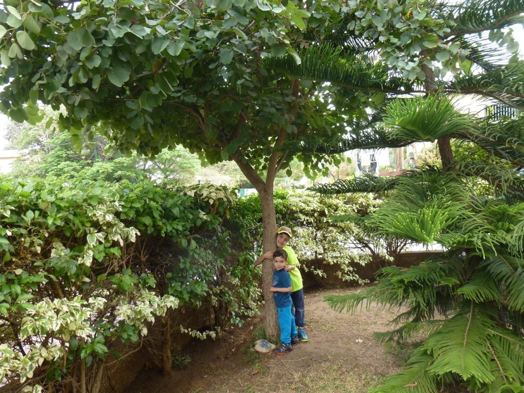 חיבוק אוהב לעץ שלי יחד עם נכדיי