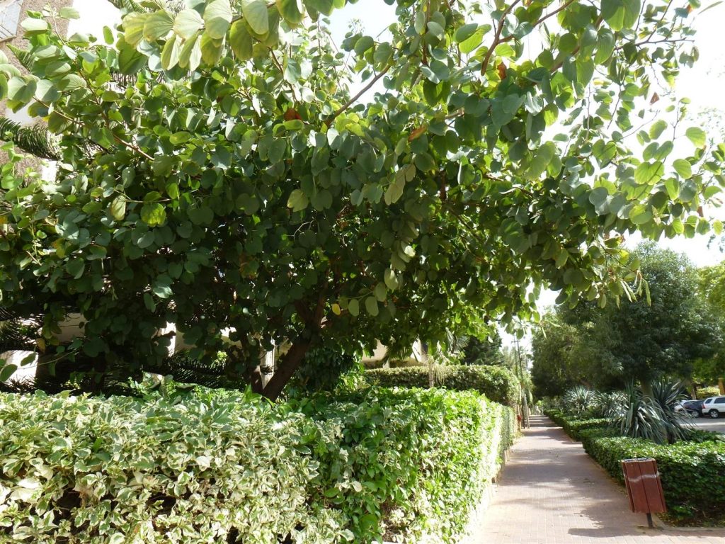 מאי 2016 העץ בפריחה לבנה מלבלבת ומרהיבה