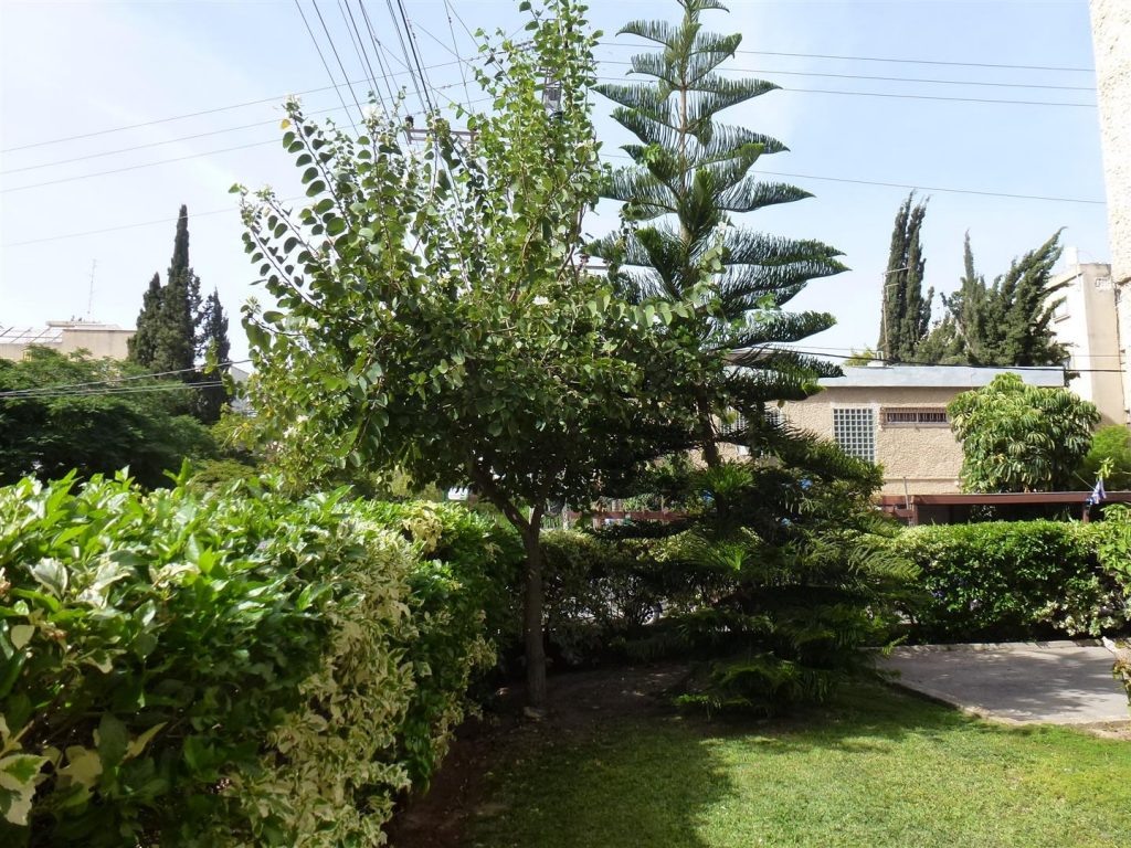 מאי 2016 העץ בפריחה לבנה מלבלבת ומרהיבה להנאת השכנים והעוברים בצידו