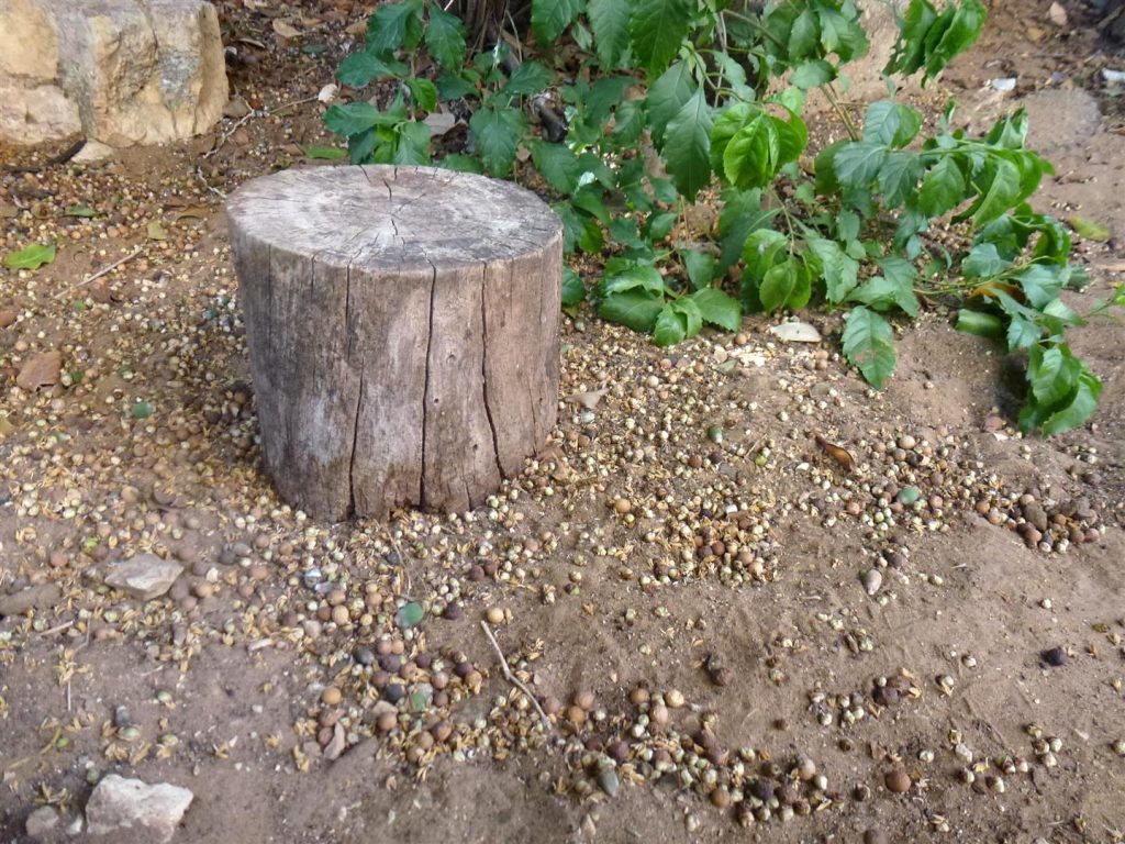 גזע עץ נטוש שמצאתי בגן האקולוגי של האמנית יעל פרויליך שנפרס לפרוסות ושולב ביצירה
