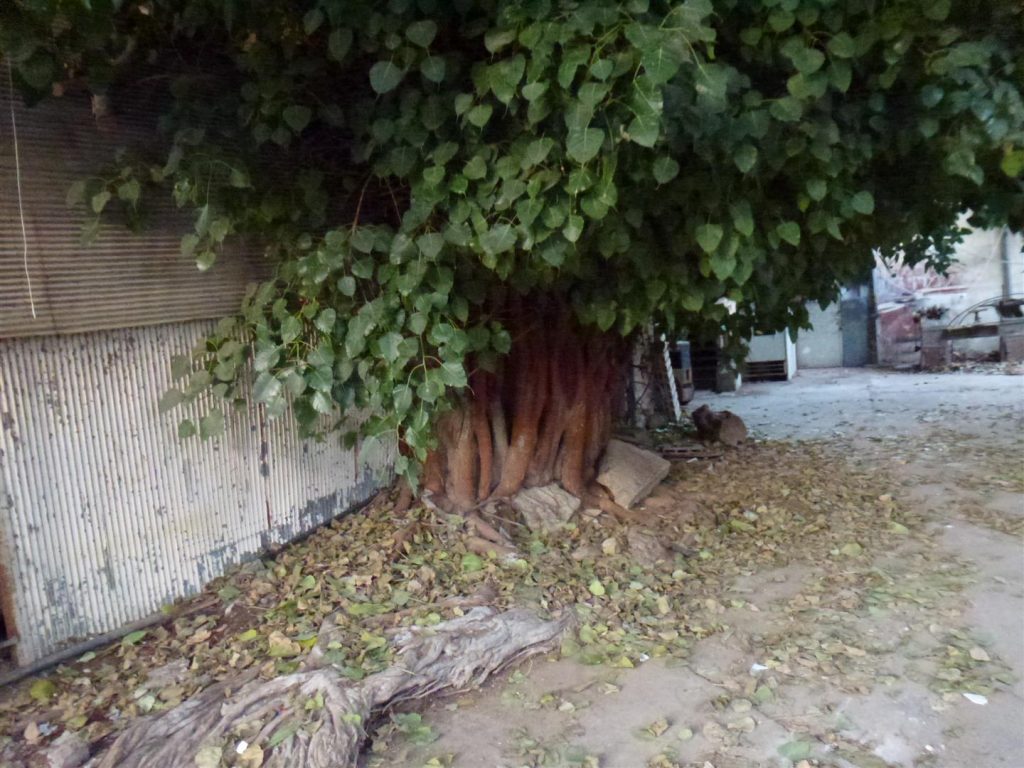 בכניסה לסטודיו קנטי עץ פיקוס הודי עתיק- חיבוק ירוק גם לעץ בכניסה לסטודיו קנטי עץ פיקוס הודי עתיק- חיבוק ירוק גם לעץ