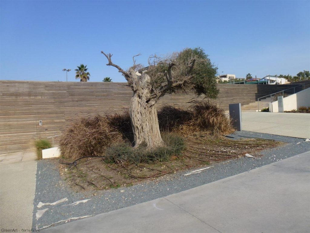  אדריכלות נוף בפארק השלום הסמוך למרכז פרס לשלום