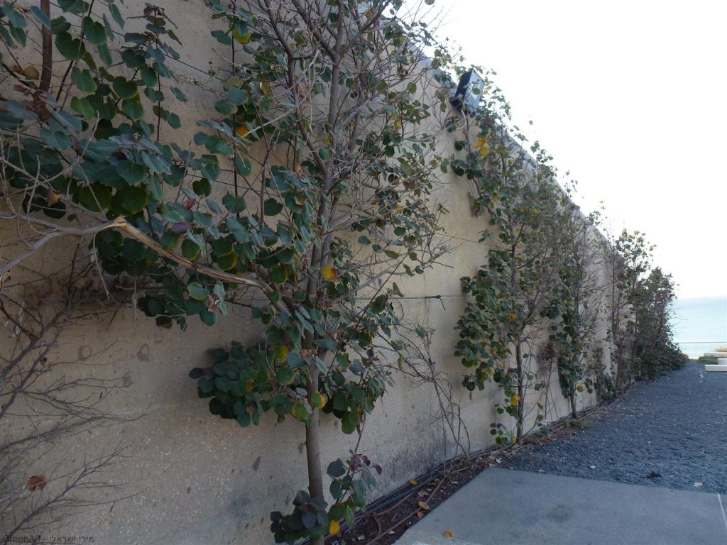  אדריכלות נוף בפארק השלום הסמוך למרכז פרס לשלום