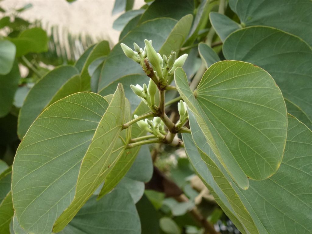 ניצנים מחכים לקראת פריחתם לעטר את העץ בפריחה לבנה