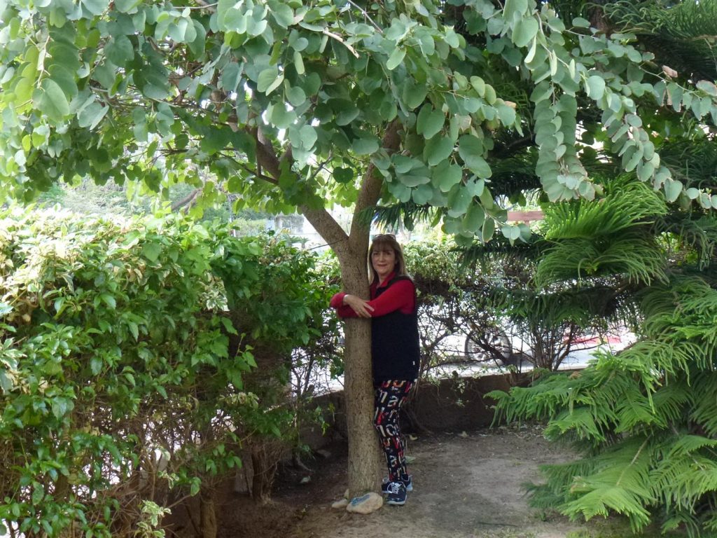 חיבוק אוהב לעץ הבוהיניה שלי המלווה אותי בצמיחתו בכל השנה