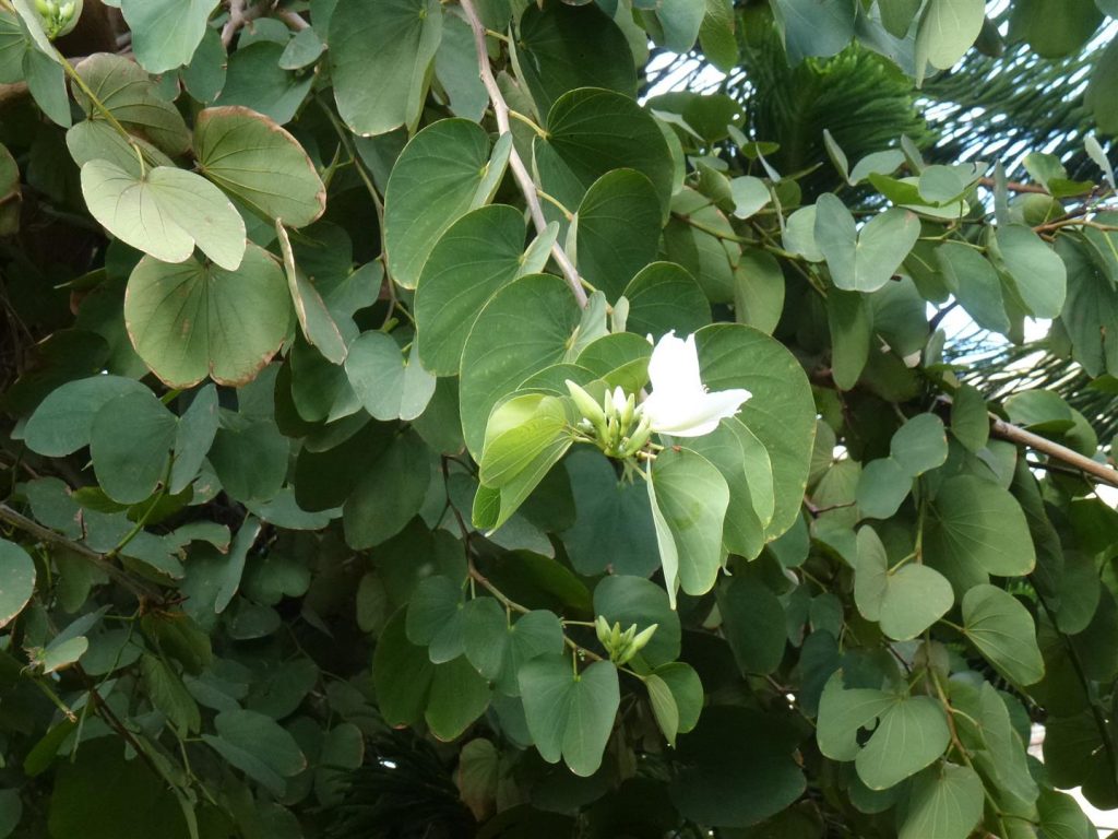 שוב כמדי שנה התרגשות מניצן ראשון שפרח בסוף מרץ 2017