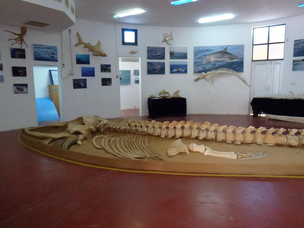מרכז חקר ומידע ליונקים הימיים- מחמלי באשדוד