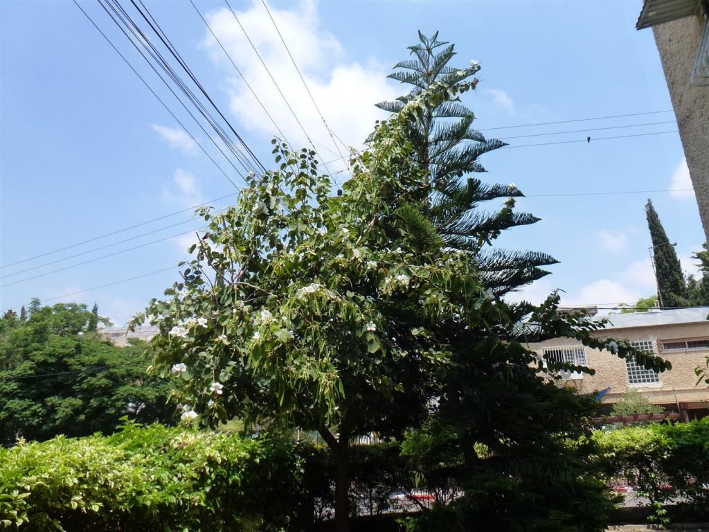 העץ שלי בן 7 שנים מכה שורשים באדמת רעננה ושורשי אהבה לסביבה