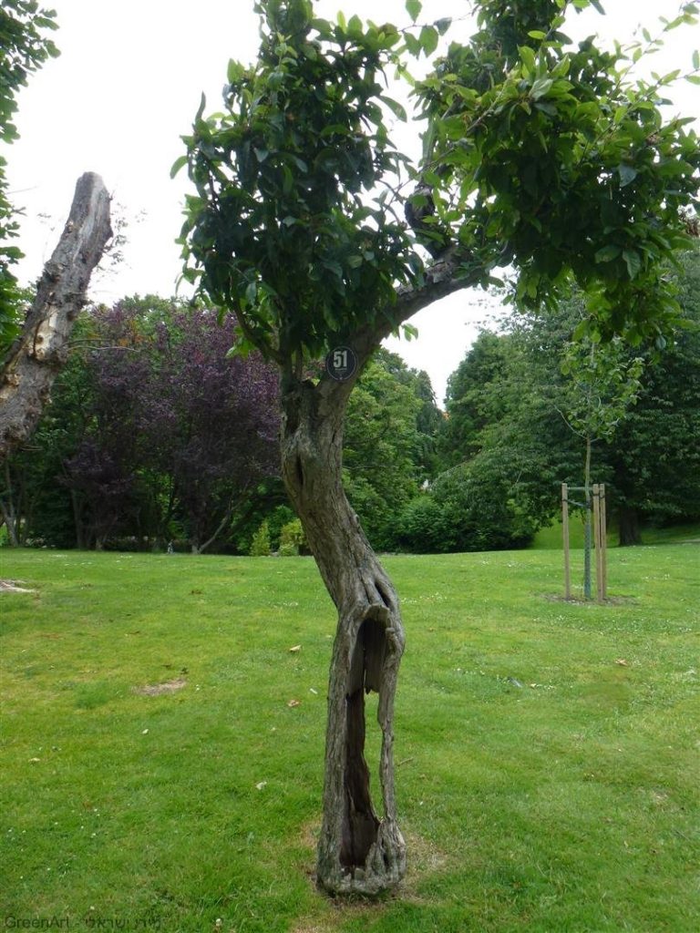 עצים משומרים ומיוחדים בפארק של  טירת קרנן בהלסינגבורג בשבדיה