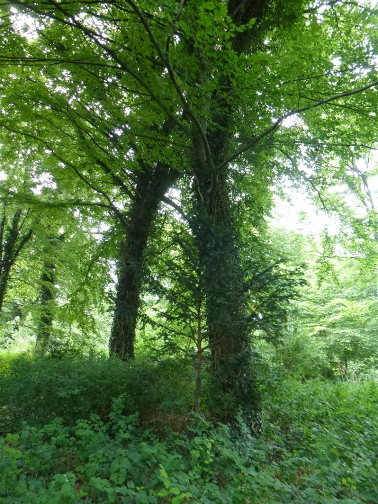 ריאה ירוקה בלב קופנהגן עצים בירוק עד
