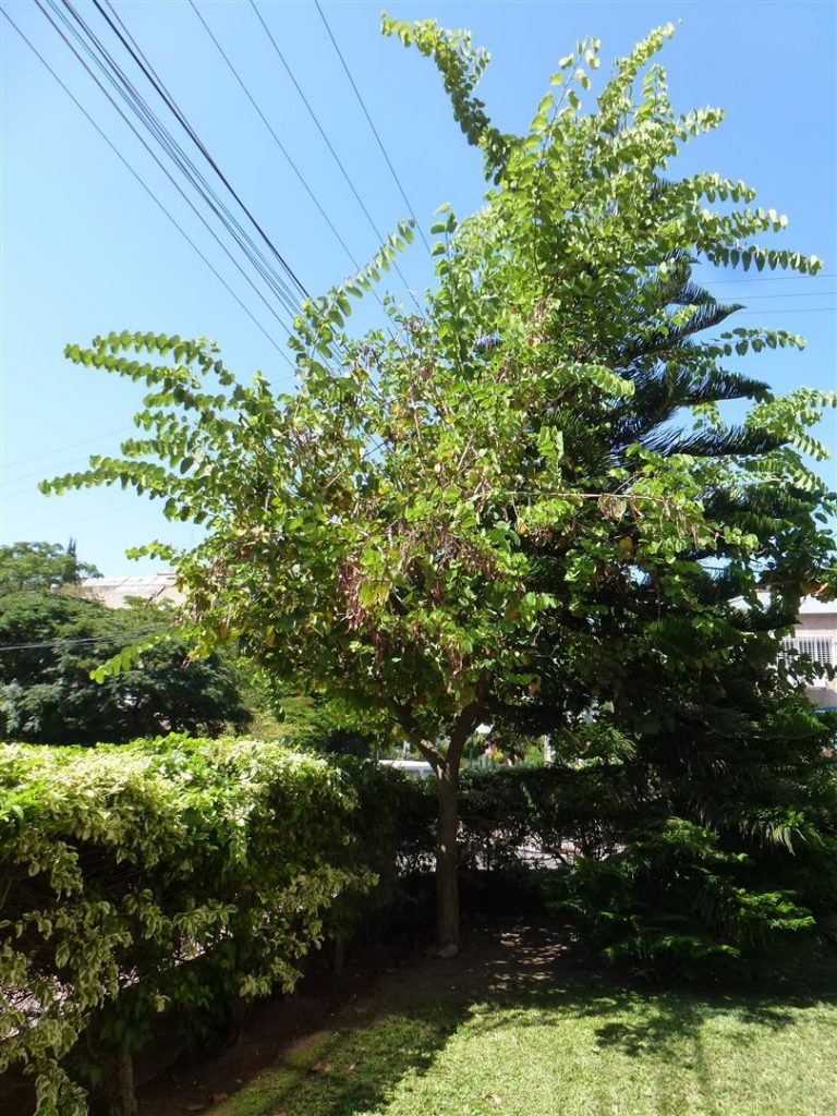 קיץ 2017- הבוהיניה בסיום פריחתה מופיעים תרמילים חומים המחכים להתפזרות הזרעים