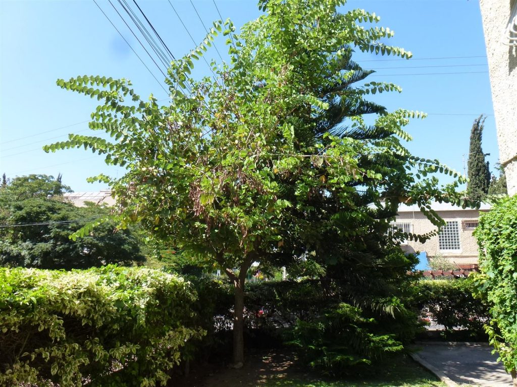 הבוהיניה מצילה את המדרכה ובשלהי הקיץ מחכים התרמילים להתפזרות הזרעים