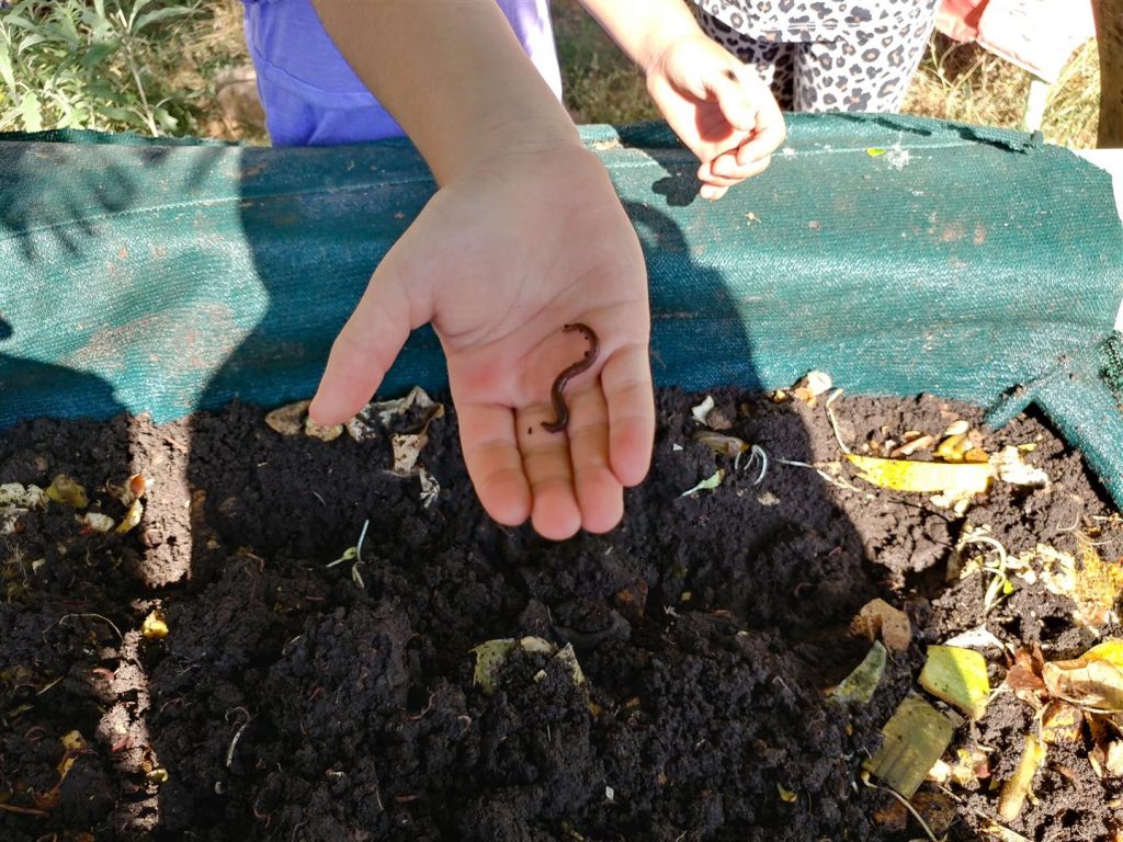 קומפוסטר התולעים האדומות המייצרות לגינה את ההומוס הדשן האיכותי