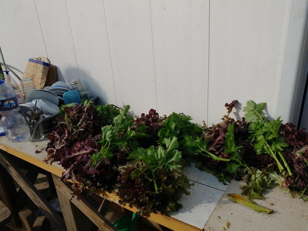 תוצרת חקלאית אורגנית ובריאה מגינת "הפעמונים" ברעננה