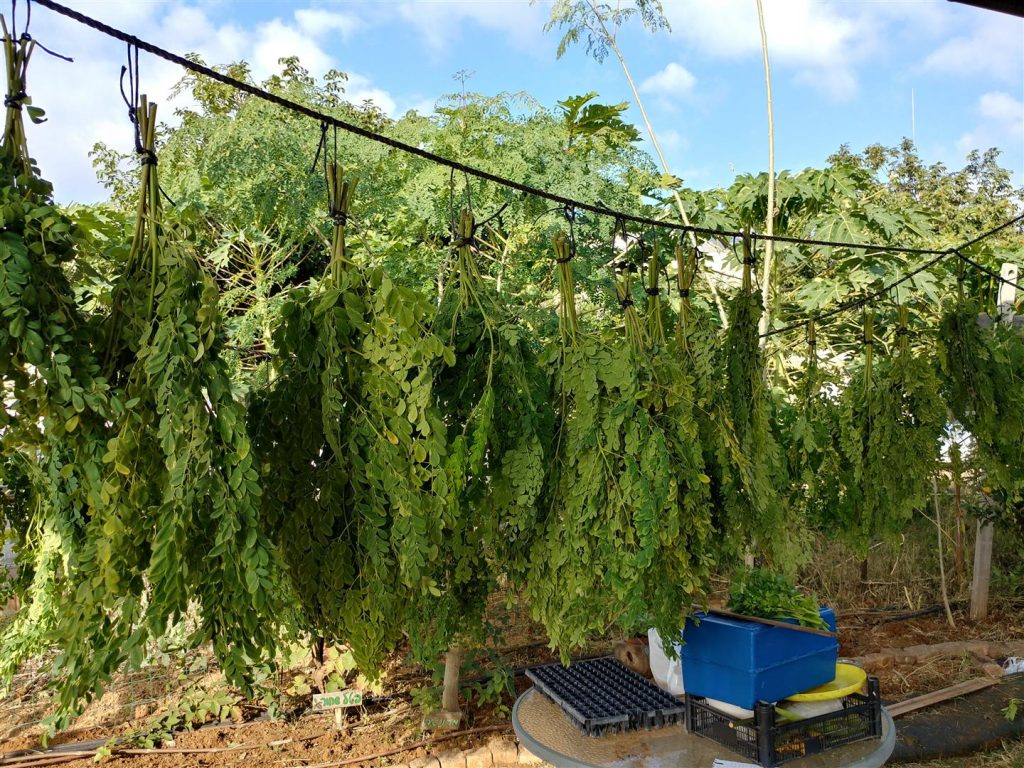 ענפי המורינגה המחכים לייבוש לפני חלוקתם לחברים ולמכירה