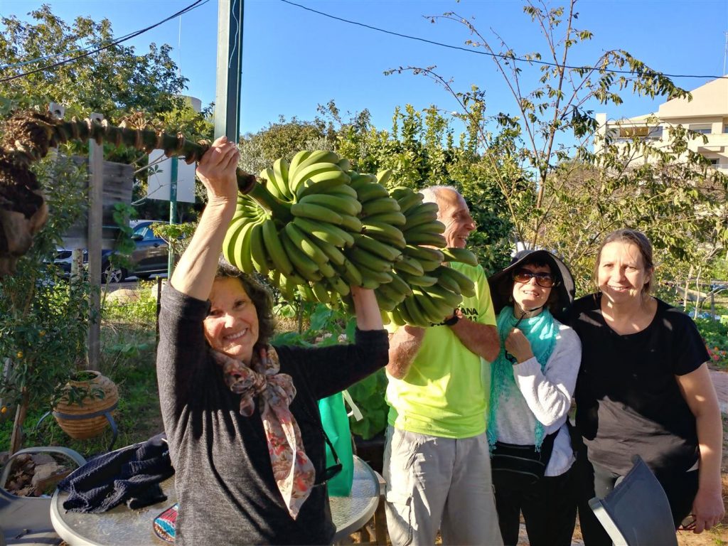 קטיף הבננות המוצלח - פברואר 2020