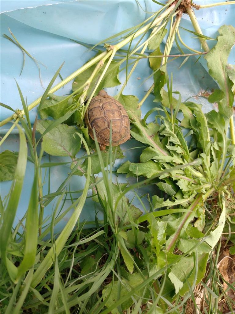 שמירה על הצבים והמגוון הביולוגי המבקרים בגינת "הפעמונים"