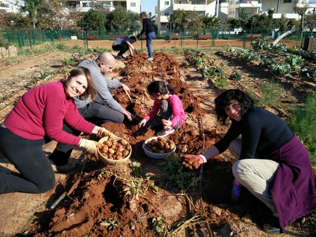 קטיף תפוחי אדמה ראשון - פברואר 2017
