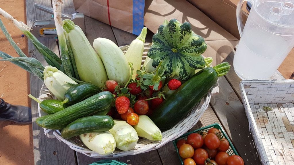 שפע ירקות אורגניים תנובת הגינה הקהילתית "הפעמונים" ברעננה - מאי 2017