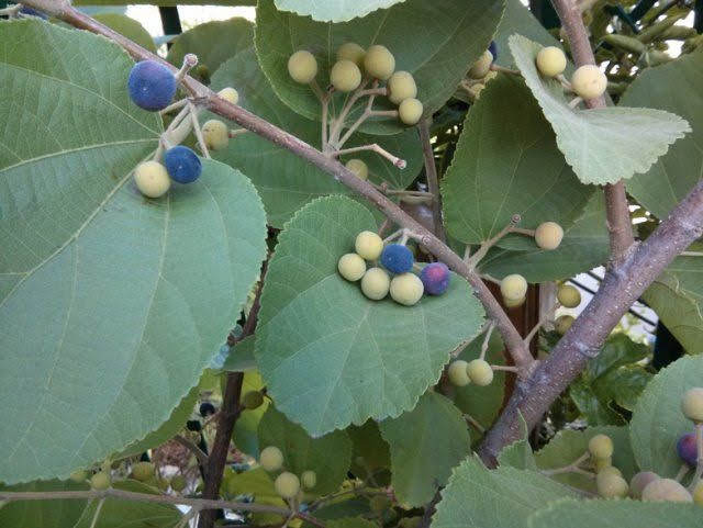 פרי עץ הפלסה השחורה מניב אוכמניות הודיות טעימות