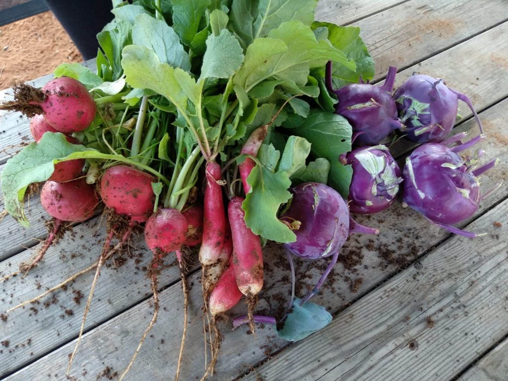 ירקות טריים אורגניים תנובה נהדרת מן האדמה ישר לצלחת