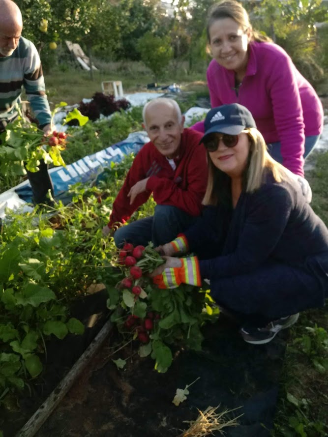 החברים בקטיף ירקות אורגניים מן האדמה ישר לצלחת