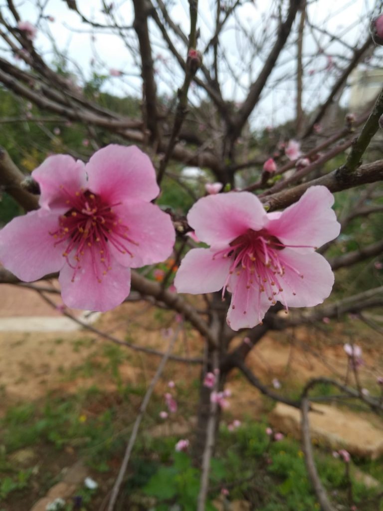 פריחה מרהיבה של עץ התפוח - מרץ 2020